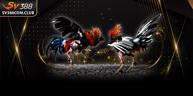 Điều Khoản Và Điều Kiện Khi Tham Gia SV388 Mà Người Chơi Cần Biết 2 Để duy trì sự công bằng, SV388 thiết lập hệ thống điều kiện chặt chẽ và cơ chế xử lý minh bạch cho mọi hành vi vi phạm.