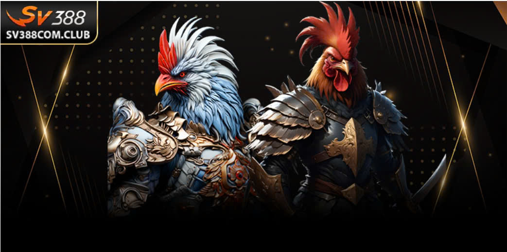 Đá Gà Tre: Cuộc Chiến Tốc Độ Của Những Chiến Kê Nhỏ Nhưng Lì Đòn 2 Màn hình phát sóng trực tiếp một trận đá gà tre thomo với tỷ lệ cược hiển thị rõ nét trên giao diện SV388.