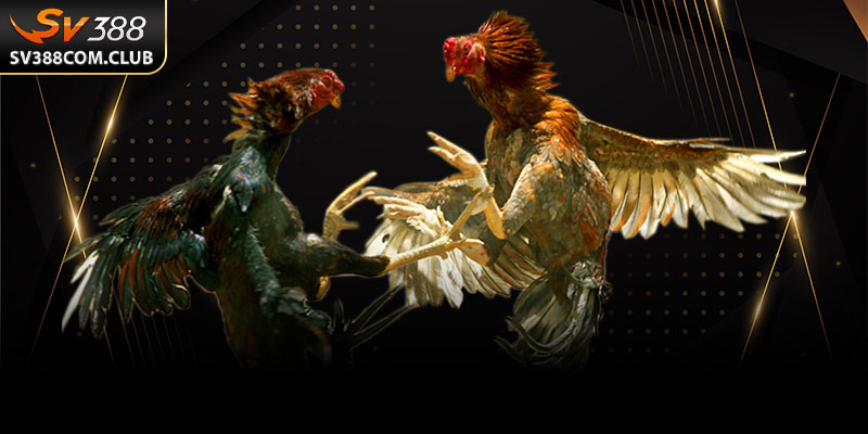 Điều Khoản Và Điều Kiện Khi Tham Gia SV388 Mà Người Chơi Cần Biết 1 Mỗi người chơi khi tham gia SV388 sẽ có những quyền lợi rõ ràng, đồng thời phải thực hiện đúng nghĩa vụ theo quy định.