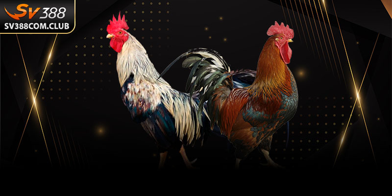 Đá Gà Cựa Sắt: Trận Chiến Máu Lửa Mỗi Ngày Đầy Kịch Tính 2 Người chơi theo dõi đá gà cựa sắt trực tiếp tại một điểm cá cược công nghệ cao với màn hình lớn.