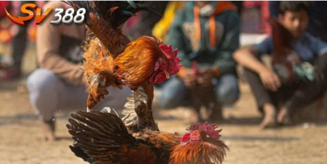 Cơ Hội Trở Thành Đại Lý SV388 – Kiếm Tiền Thụ Động Mỗi Ngày 1 Việc đăng ký trở thành đối tác SV388 vô cùng nhanh chóng, không rườm rà thủ tục.